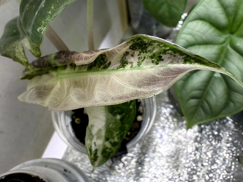 5440522708812163981 (2).jpg 5440522708812163981 (2).jpg