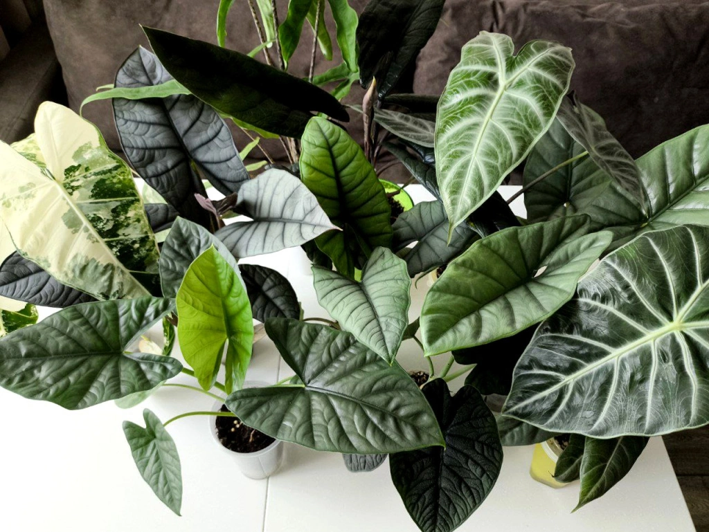 8d0a301c-cfd4-4530-b4d0-cfc5abff486c (1).jpeg