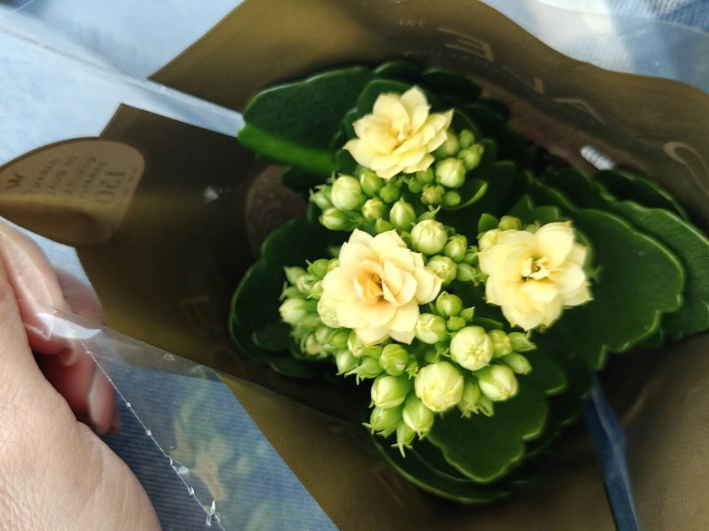 5463340452716605713 (1).jpg