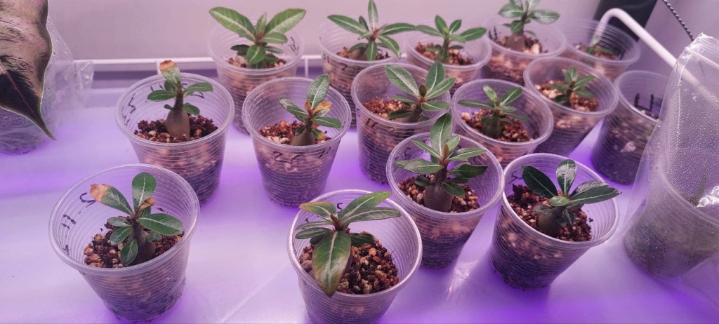 5273772145438224065.jpg 5273772145438224065.jpg