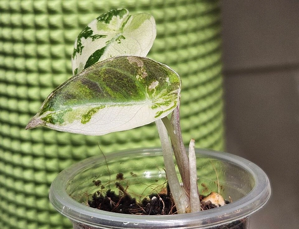 бвп (1).jpg бвп (1).jpg