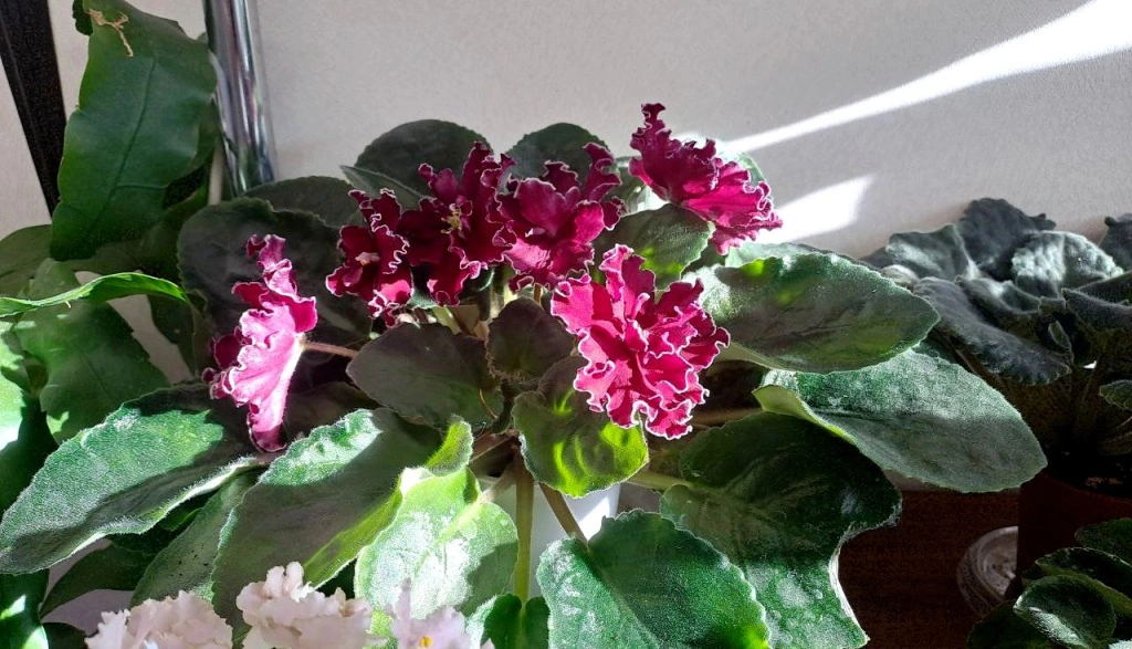 photo_5336951436484932810_y (1) (1).jpg