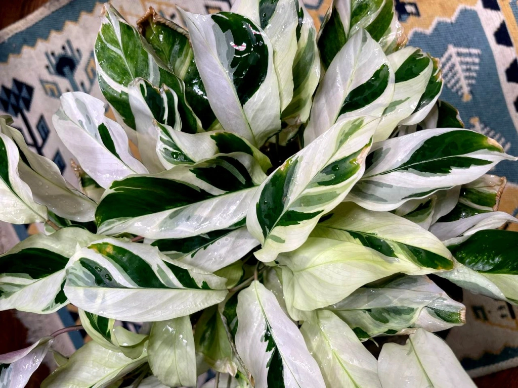 5456509217038004953 (1).jpg 5456509217038004953 (1).jpg