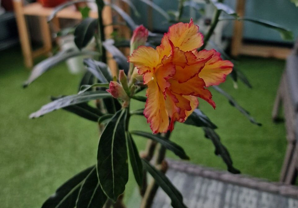 5274224482803902088 (1).jpg 5274224482803902088 (1).jpg