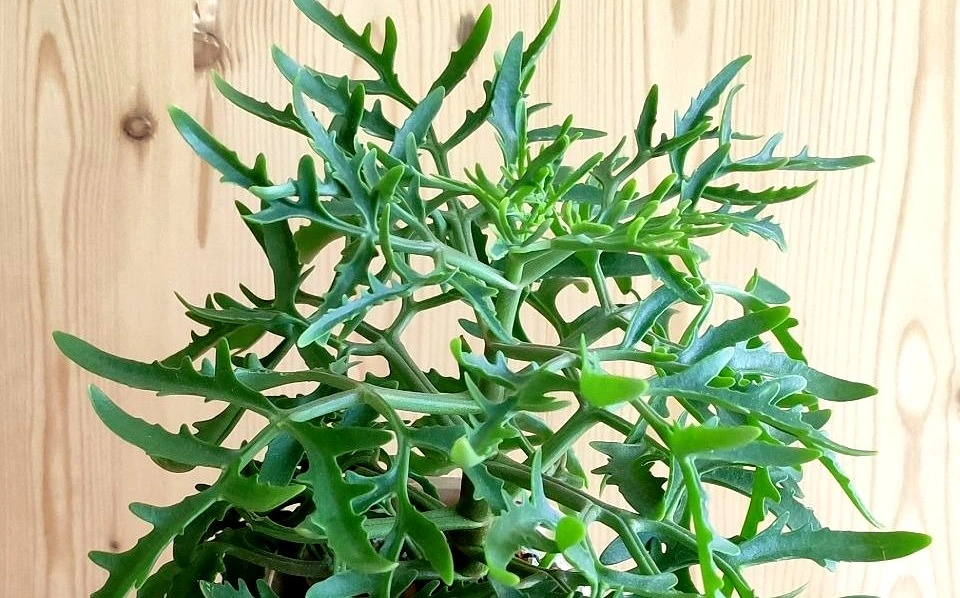 5213092340674197521 (2).jpg