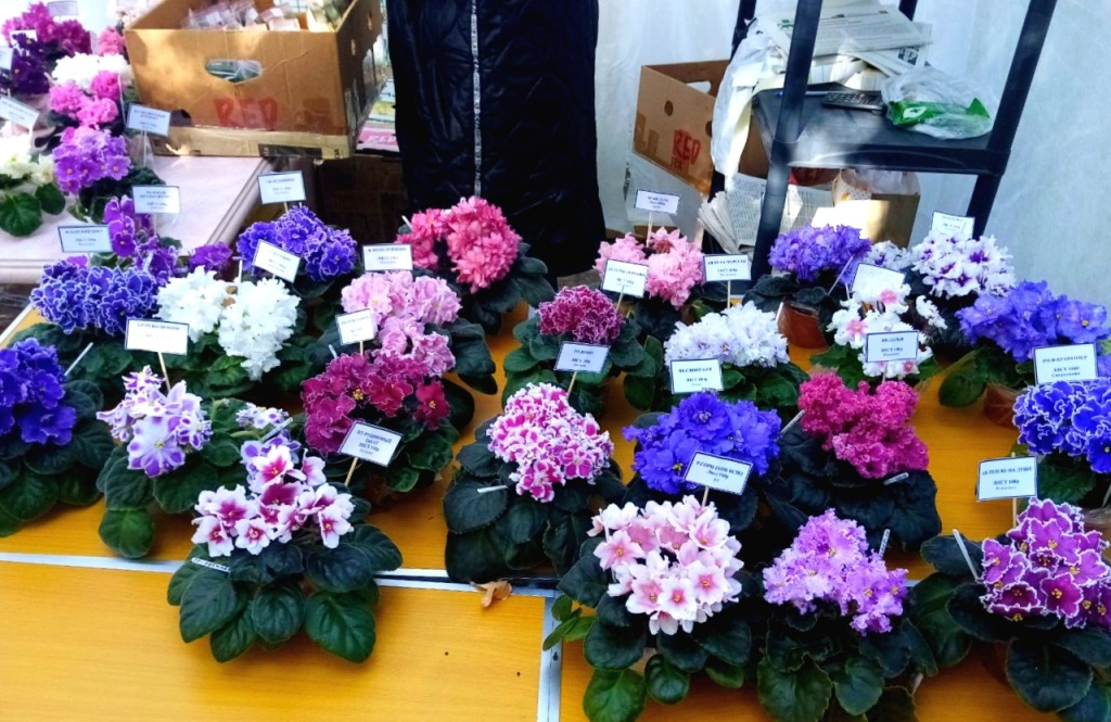 5291816144862308856 (2).jpg