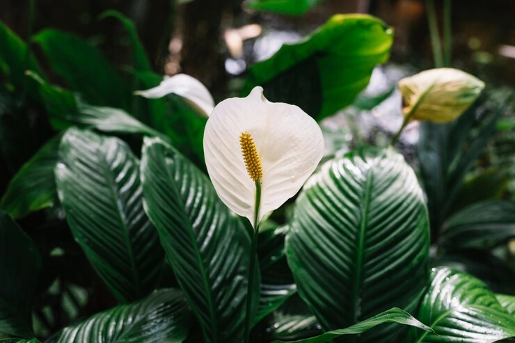 beautiful-blooming-white-flowers-spathiphyllum_23-2147924826.jpg beautiful-blooming-white-flowers-spathiphyllum_23-2147924826.jpg