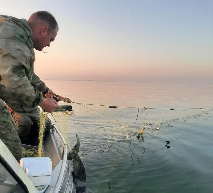 Спасение дельфина