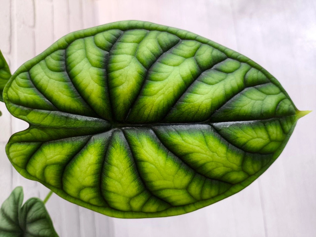 5440522708812164094 (1).jpg 5440522708812164094 (1).jpg