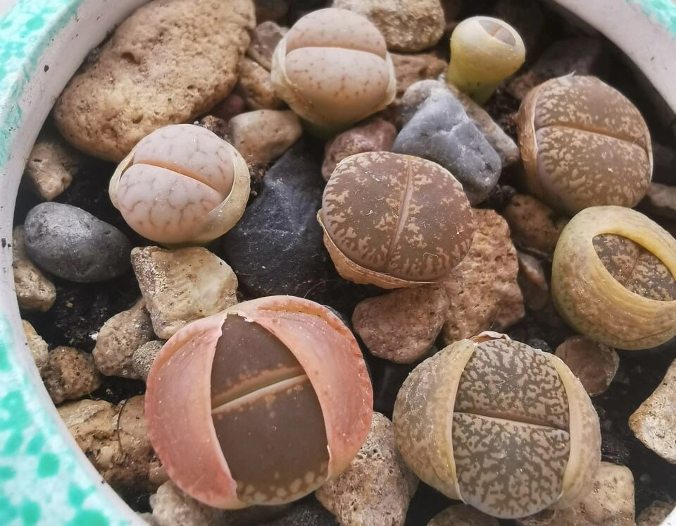 Литопс4.jpg Литопс4.jpg