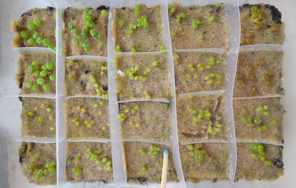 Первые всходы (1).jpg Первые всходы (1).jpg