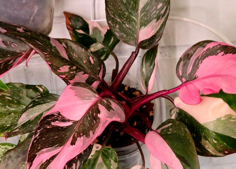 7c583713-c4e9-4a5f-993e-ed1e949686ec (1).jpg