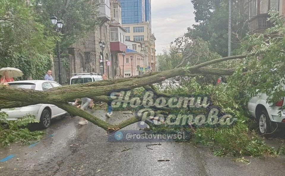 Дерево упало2.jpeg