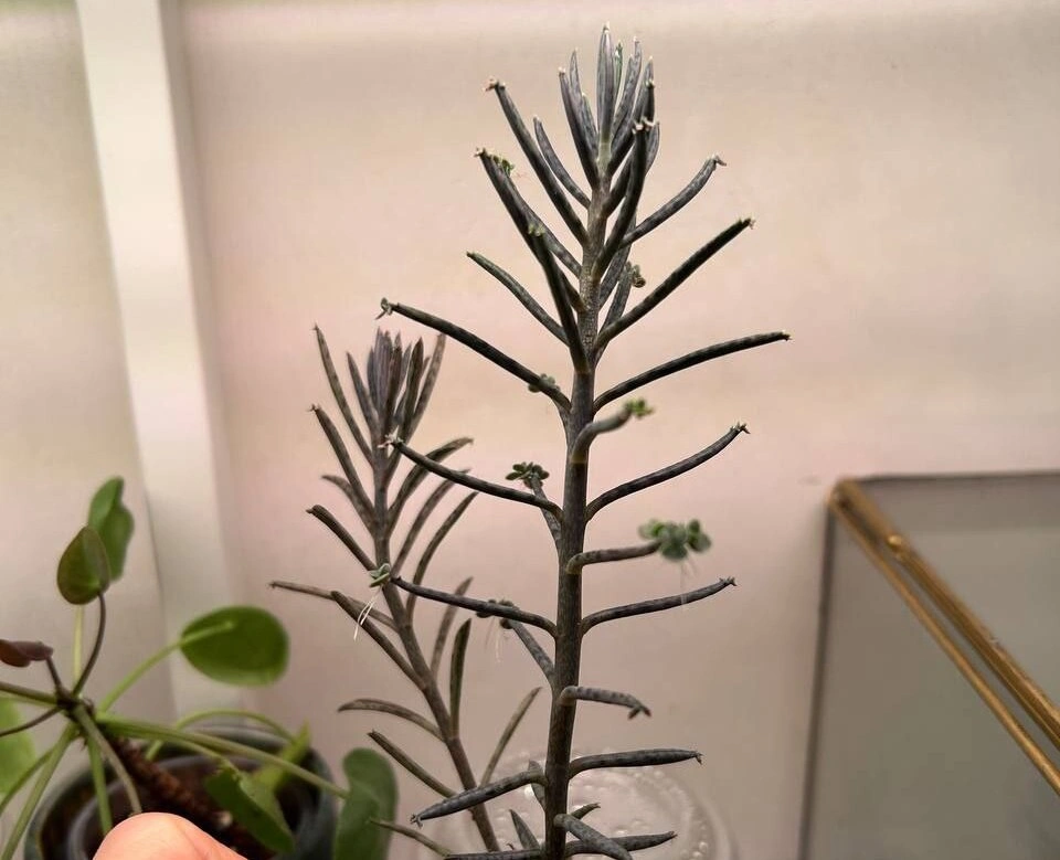 5217519481293762046 (1).jpg