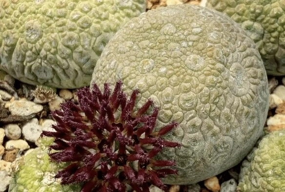 Pseudolithos-Migiurtinus (1) (1).jpg Pseudolithos-Migiurtinus (1) (1).jpg