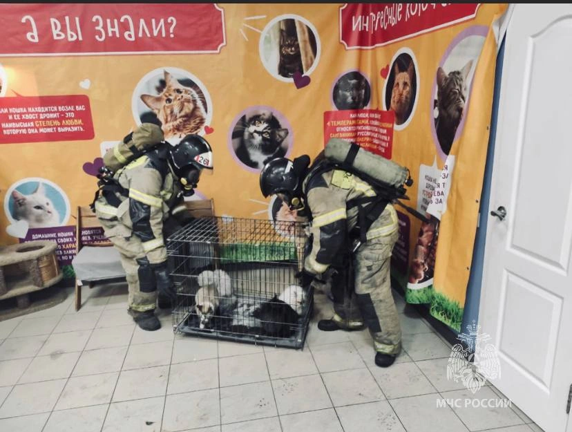 Пожар на выставке кошек в Волгодонске, кадр МЧС РО Пожар на выставке кошек в Волгодонске