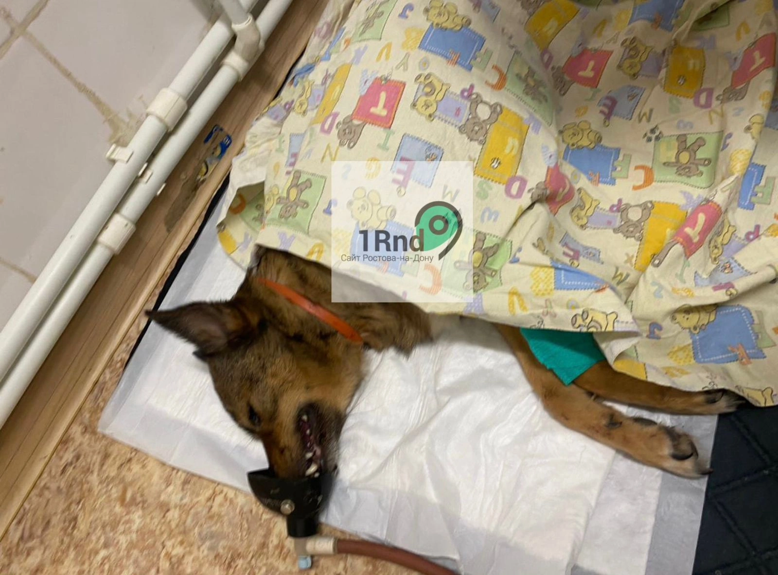 WhatsApp Image 2023-07-18 at 14.36.51 (1).jpeg WhatsApp Image 2023-07-18 at 14.36.51 (1).jpeg