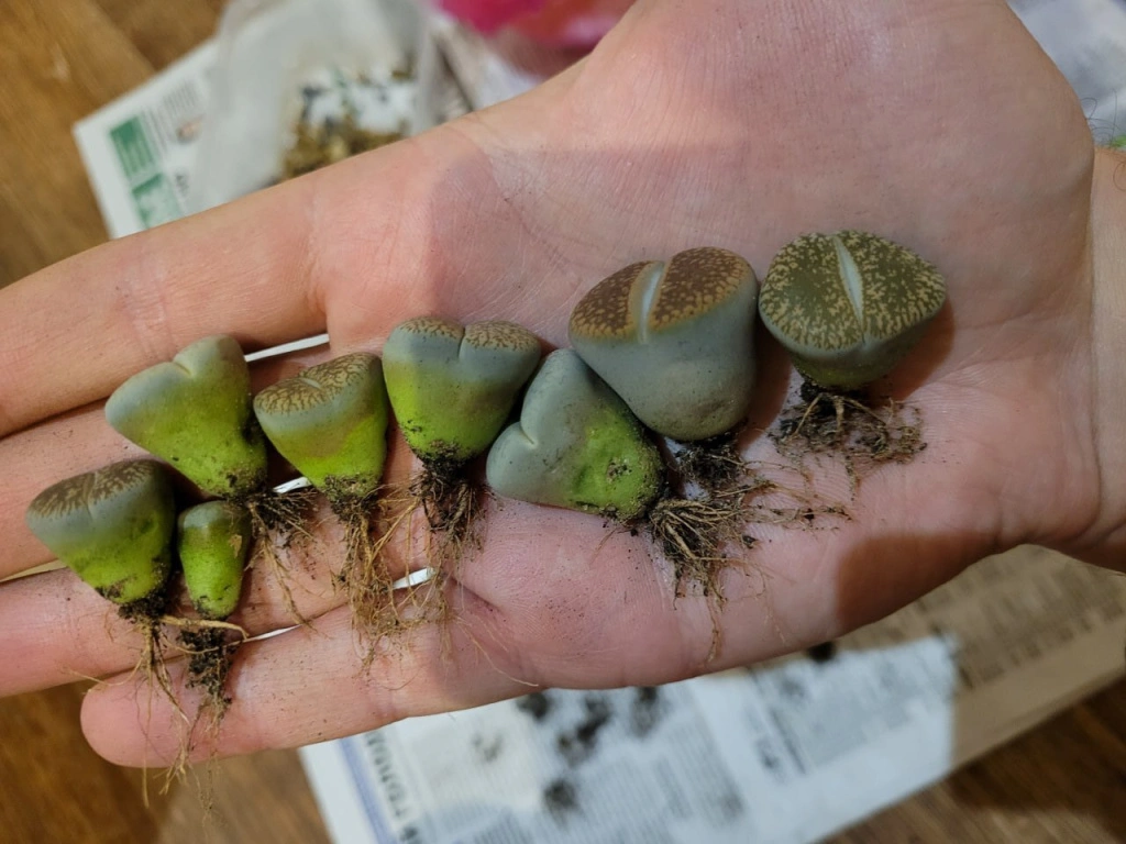 Корневая (1).jpg Корневая (1).jpg