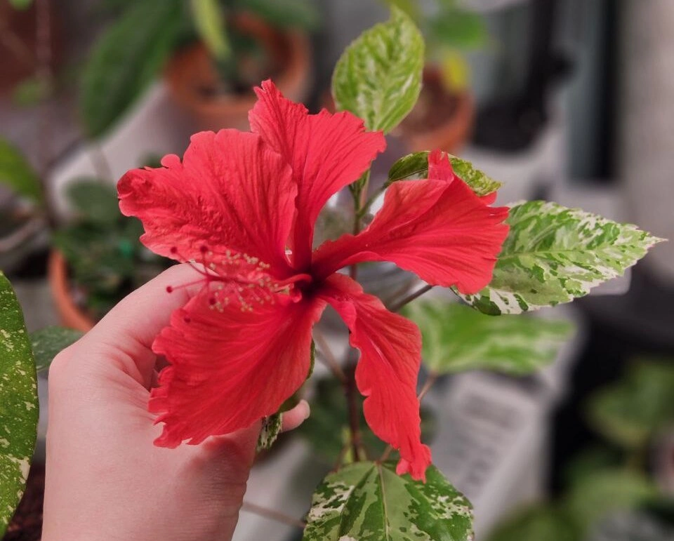 photo_5418018815347910282_y (1).jpg photo_5418018815347910282_y (1).jpg