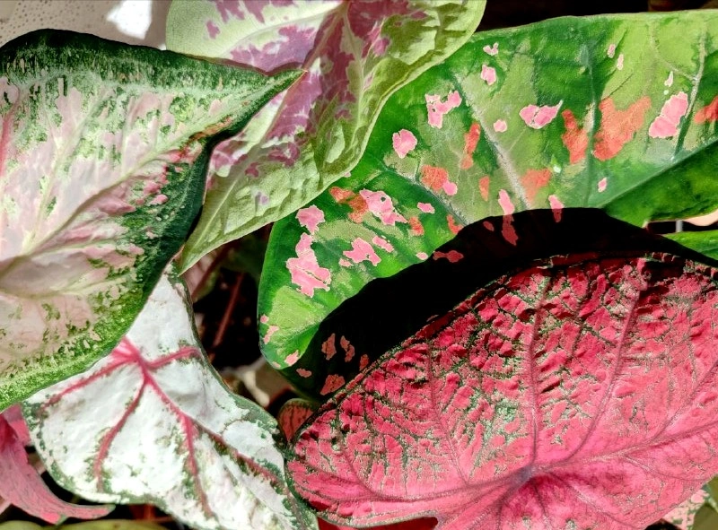 5296568345786703327 (2).jpg 5296568345786703327 (2).jpg