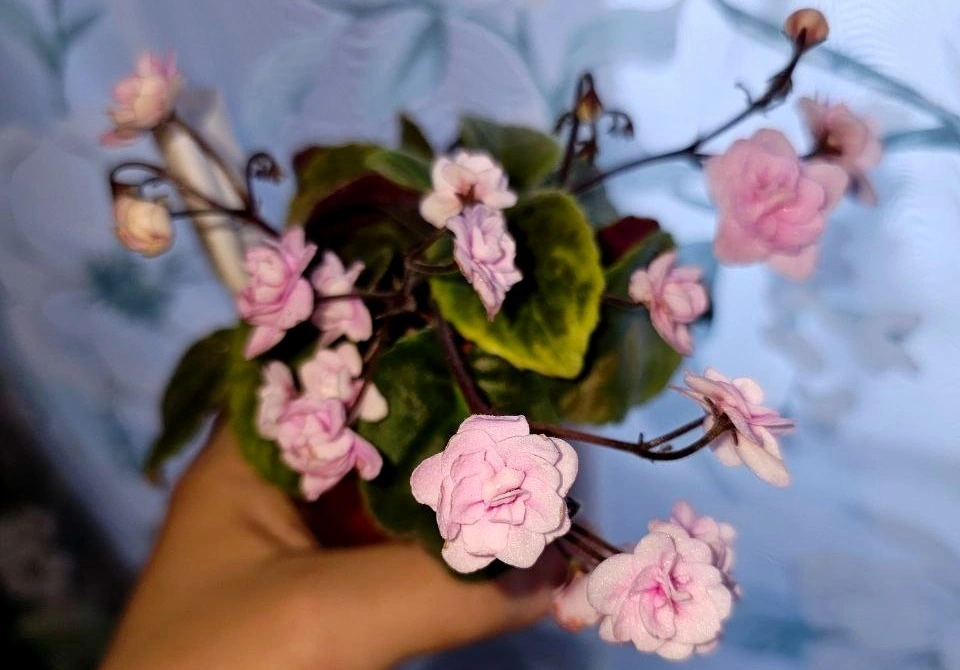 photo_5416079616138931178_y (1) (1).jpg photo_5416079616138931178_y (1) (1).jpg