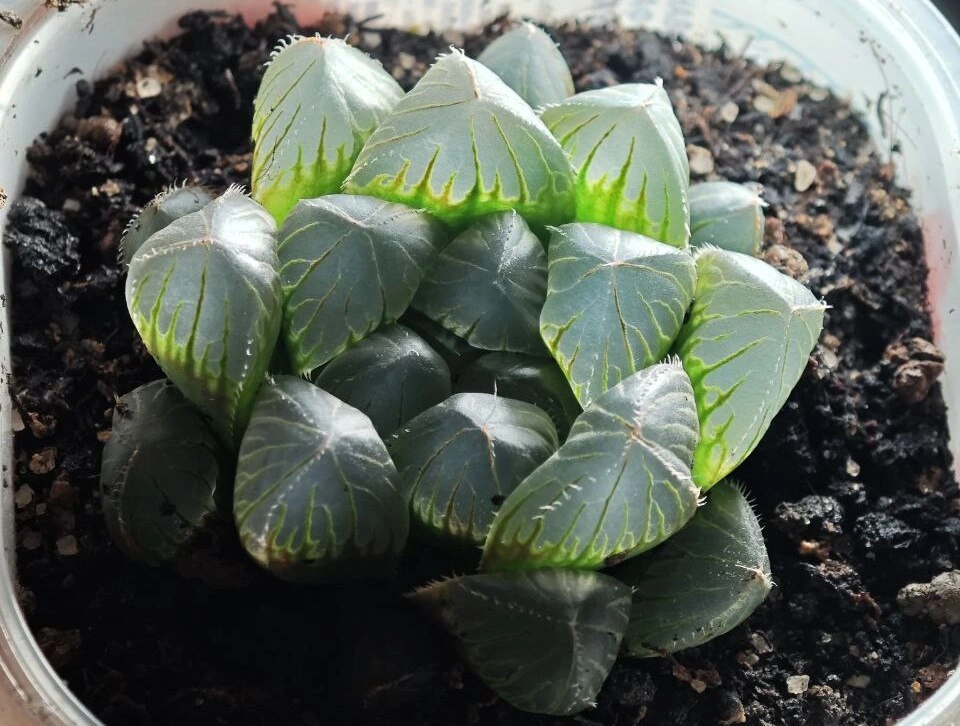 5395496548013568124 (1).jpg 5395496548013568124 (1).jpg