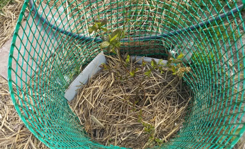 ростоОградка.png ростоОградка.png