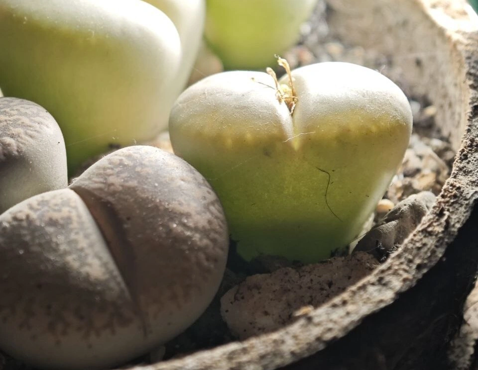 Литопс1.jpg Литопс1.jpg