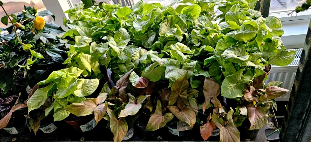 5409326716368835880 (1).jpg