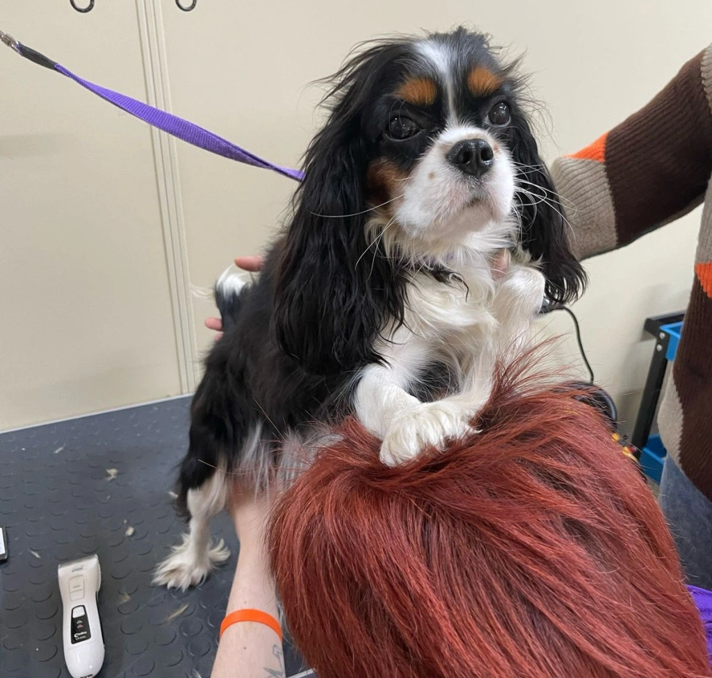 5dd97941-d449-461e-8ab8-de53514b2509.jpeg 5dd97941-d449-461e-8ab8-de53514b2509.jpeg