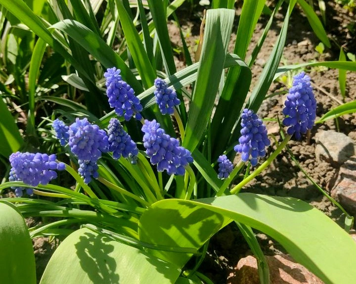 bad279bc-0ba8-4e45-986b-8cf09cee1086 (1).jpeg