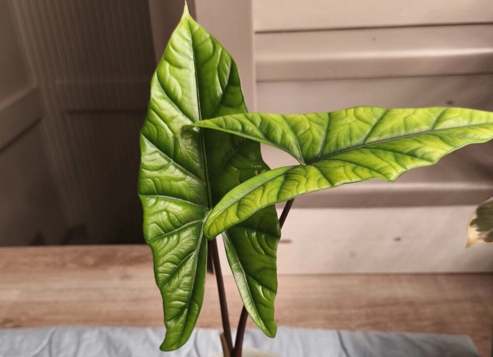 5440533278726680025 (1).jpg 5440533278726680025 (1).jpg