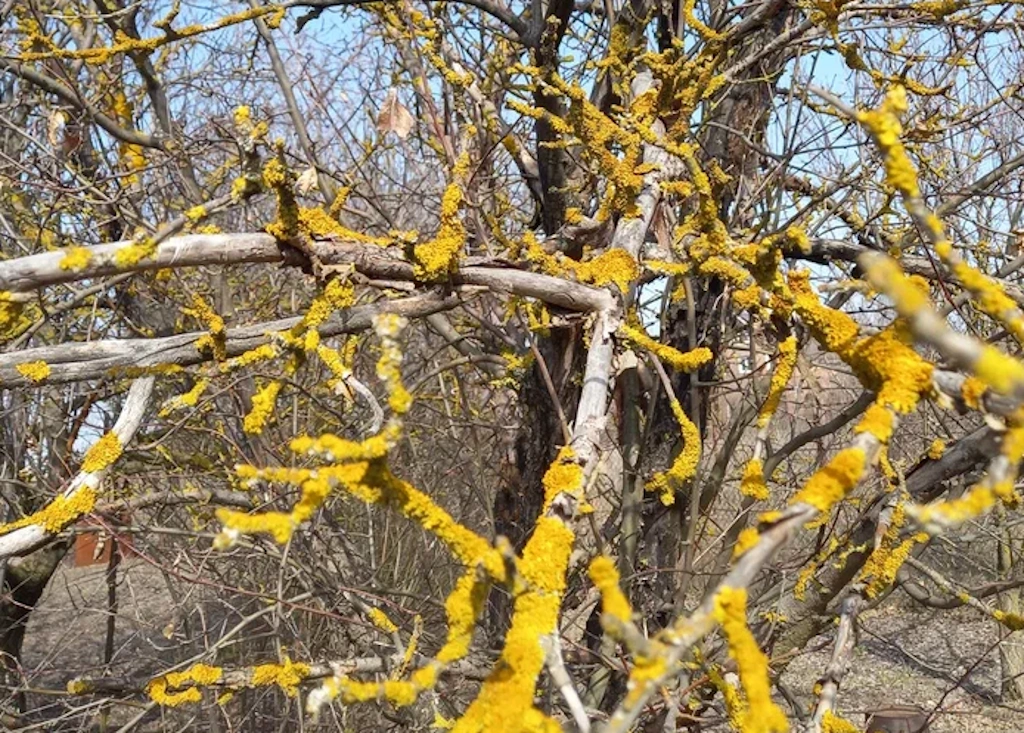 обрезкаДерево.png обрезкаДерево.png