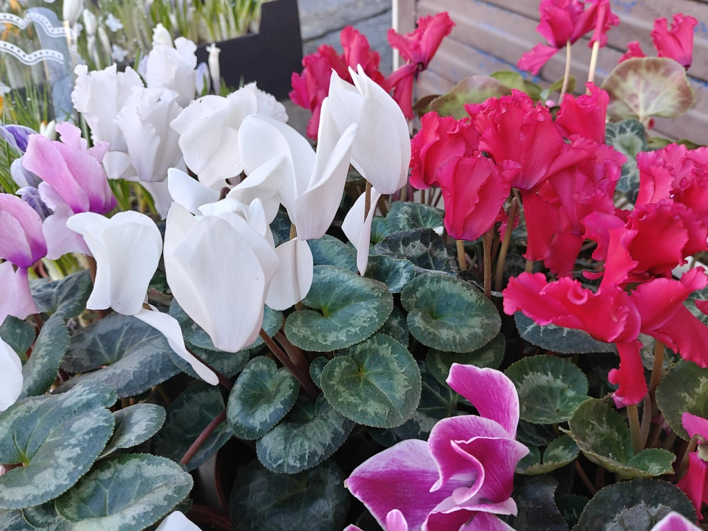 цикл2.jpg цикл2.jpg