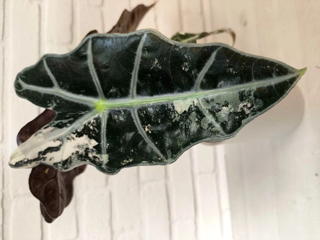 5440522708812164093 (1).jpg 5440522708812164093 (1).jpg