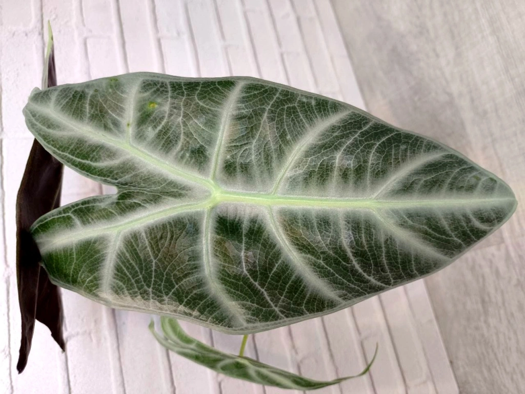 5440522708812163997 (1) (2).jpg 5440522708812163997 (1) (2).jpg