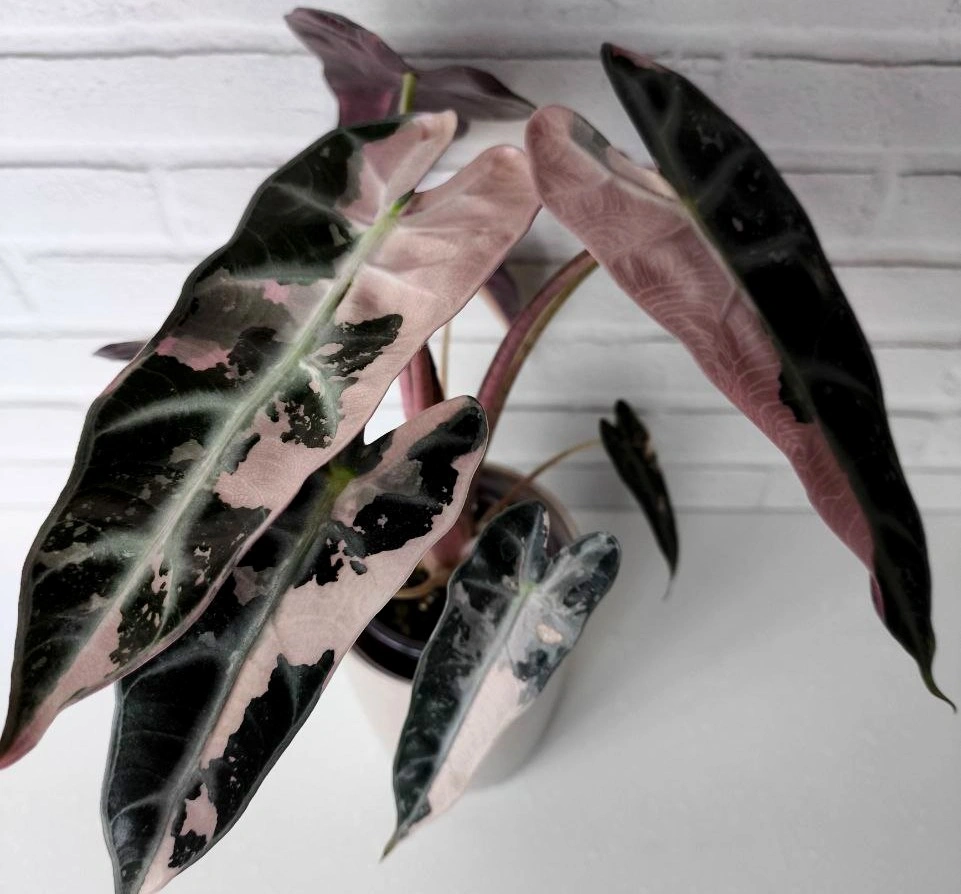 5440522708812164021 (1).jpg 5440522708812164021 (1).jpg