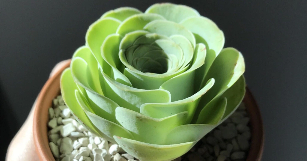 Greenovia-Dodrantalis-1536x806.jpg Greenovia-Dodrantalis-1536x806.jpg