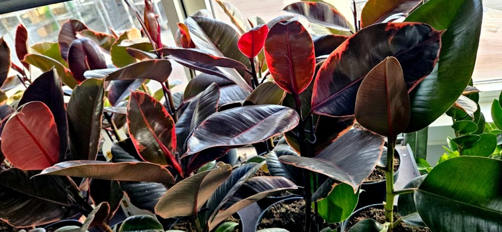 5409326716368835876 (1).jpg