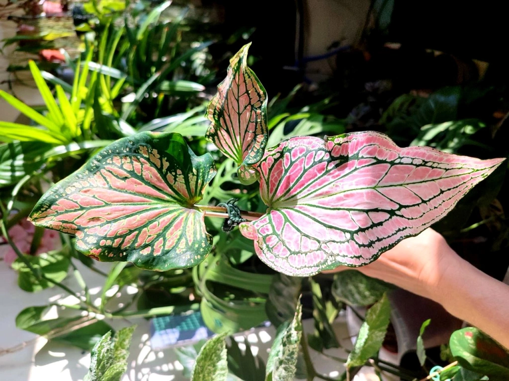 5440396389529019047 (1).jpg 5440396389529019047 (1).jpg