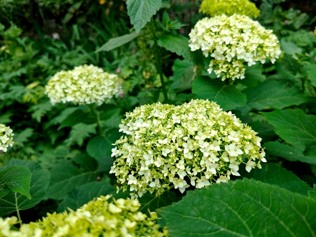 IMG20250605184608 (1).jpg