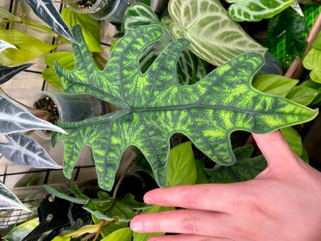 5438169668029379866 (1) (1).jpg 5438169668029379866 (1) (1).jpg