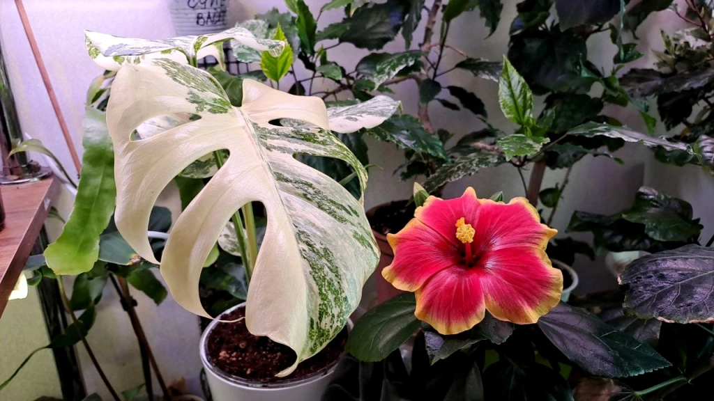 photo_5273723217170785777_y (1).jpg