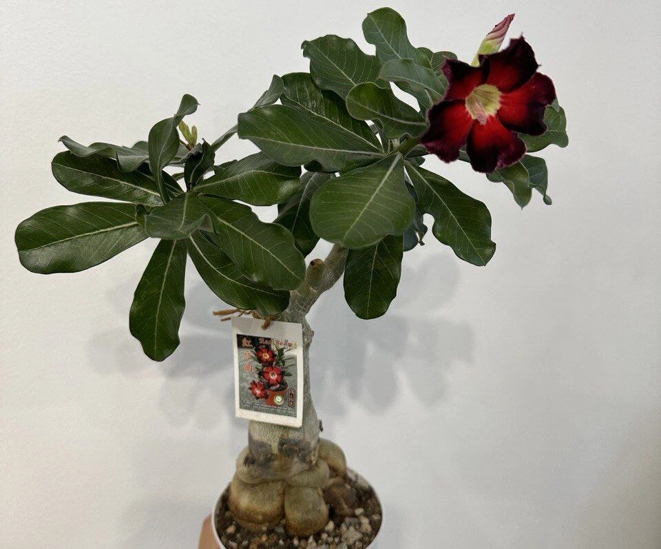 5274224482803902085 (1).jpg 5274224482803902085 (1).jpg