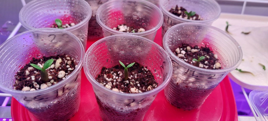 5273772145438224100.jpg 5273772145438224100.jpg