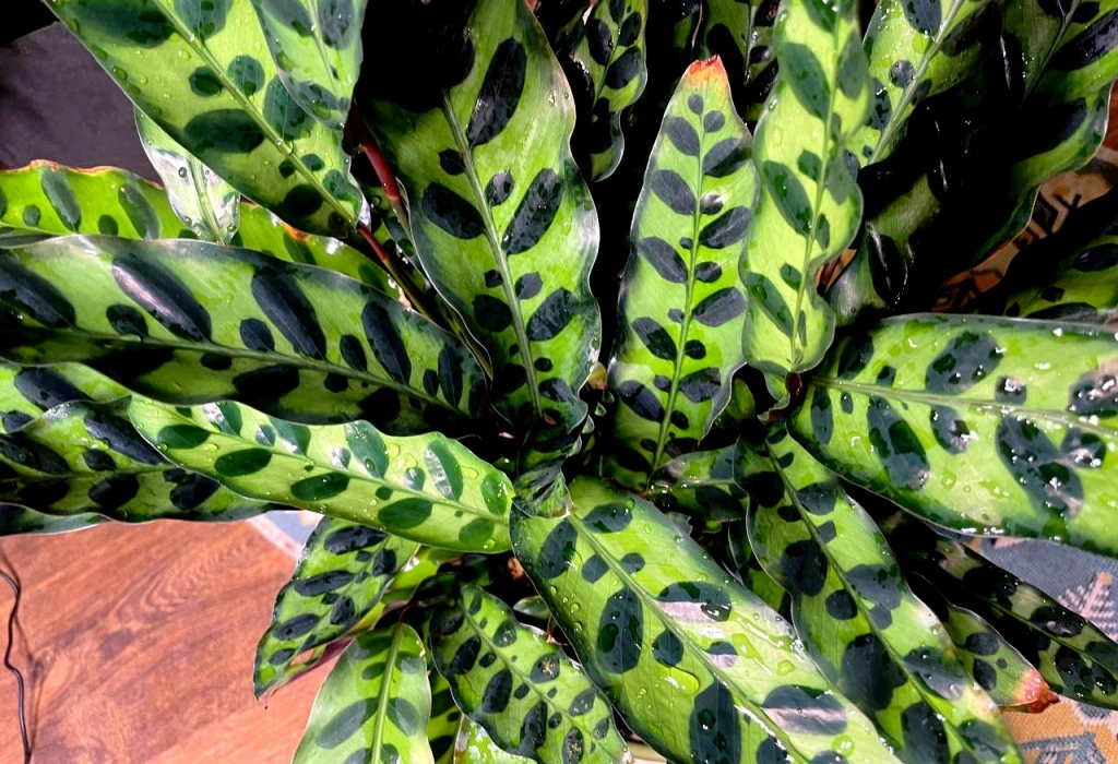 5456509217038004944 (1).jpg 5456509217038004944 (1).jpg