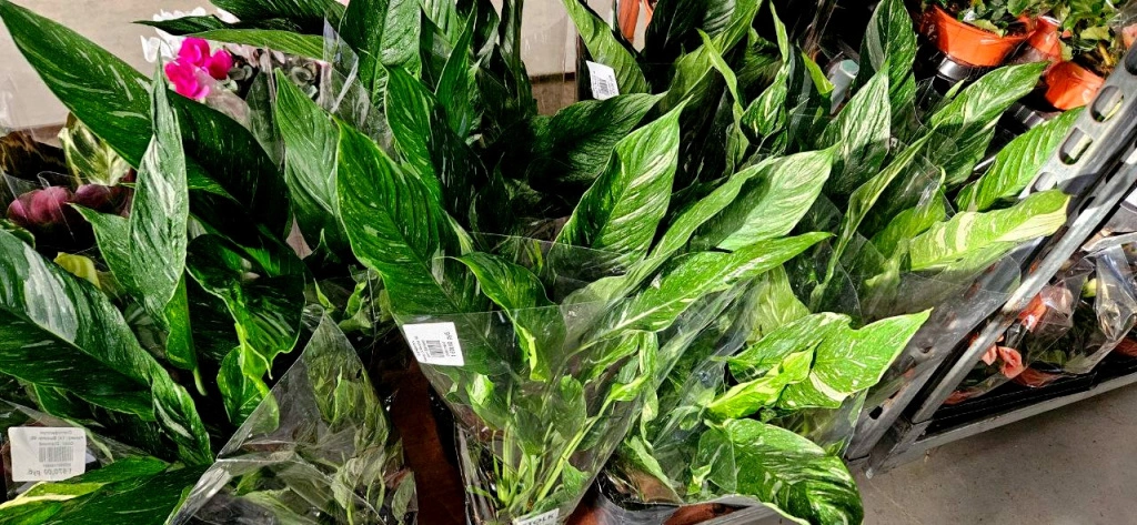 5409326716368835847 (2) (1).jpg