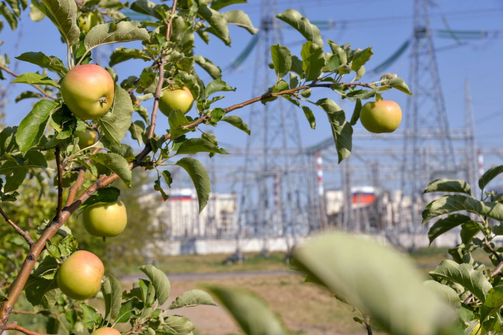 АЭСяблоня.jpg АЭСяблоня.jpg