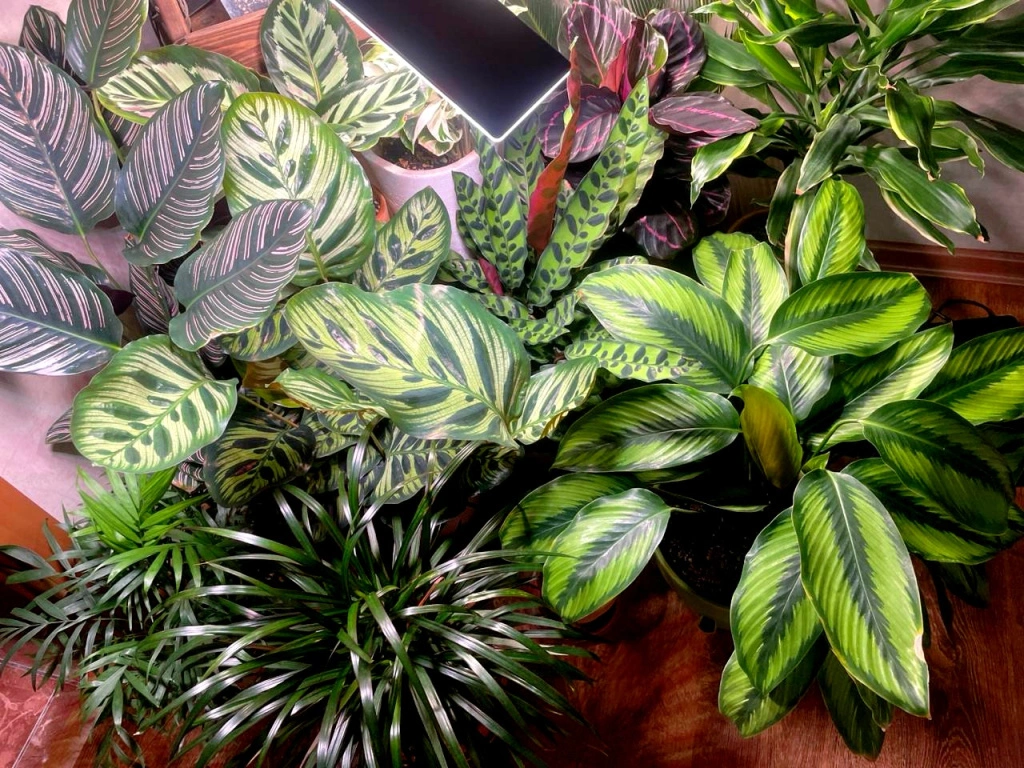 5318760076732917000 (1).jpg 5318760076732917000 (1).jpg