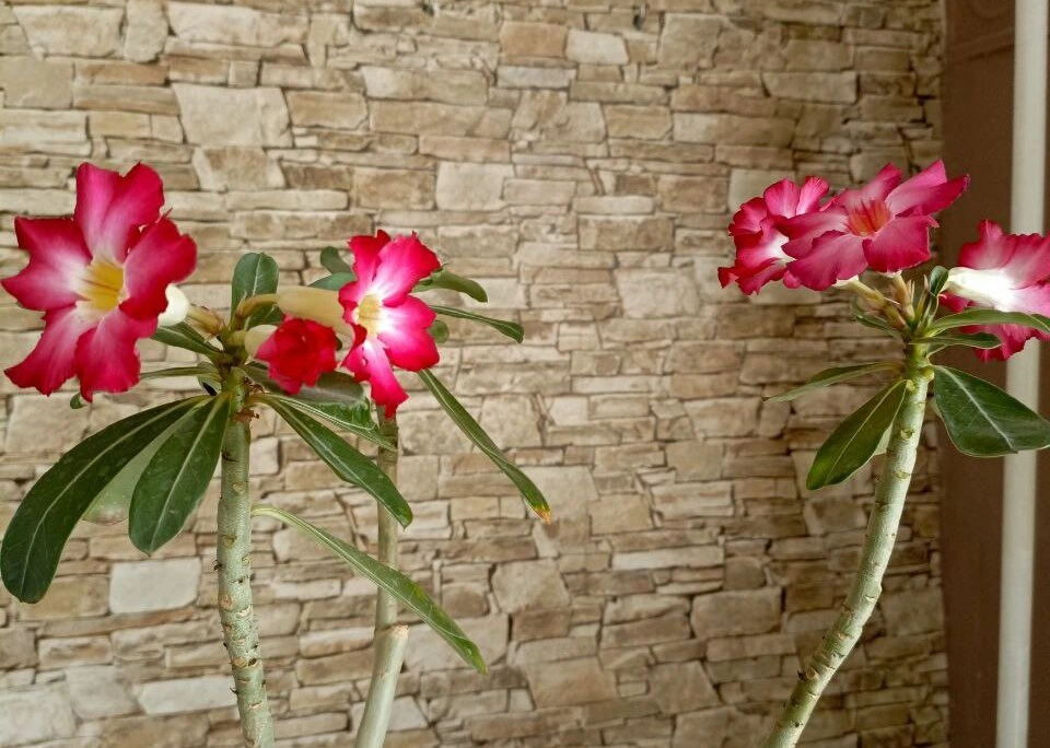 5274058907519674240 (1).jpg 5274058907519674240 (1).jpg